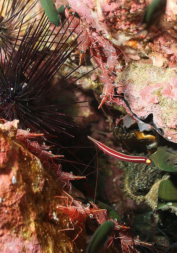 Thailand 2015 - Ko Tao - Crevettes danseuses de Durban - Rhynchocinetes durbanensis _IMG_3611_rc.jpg